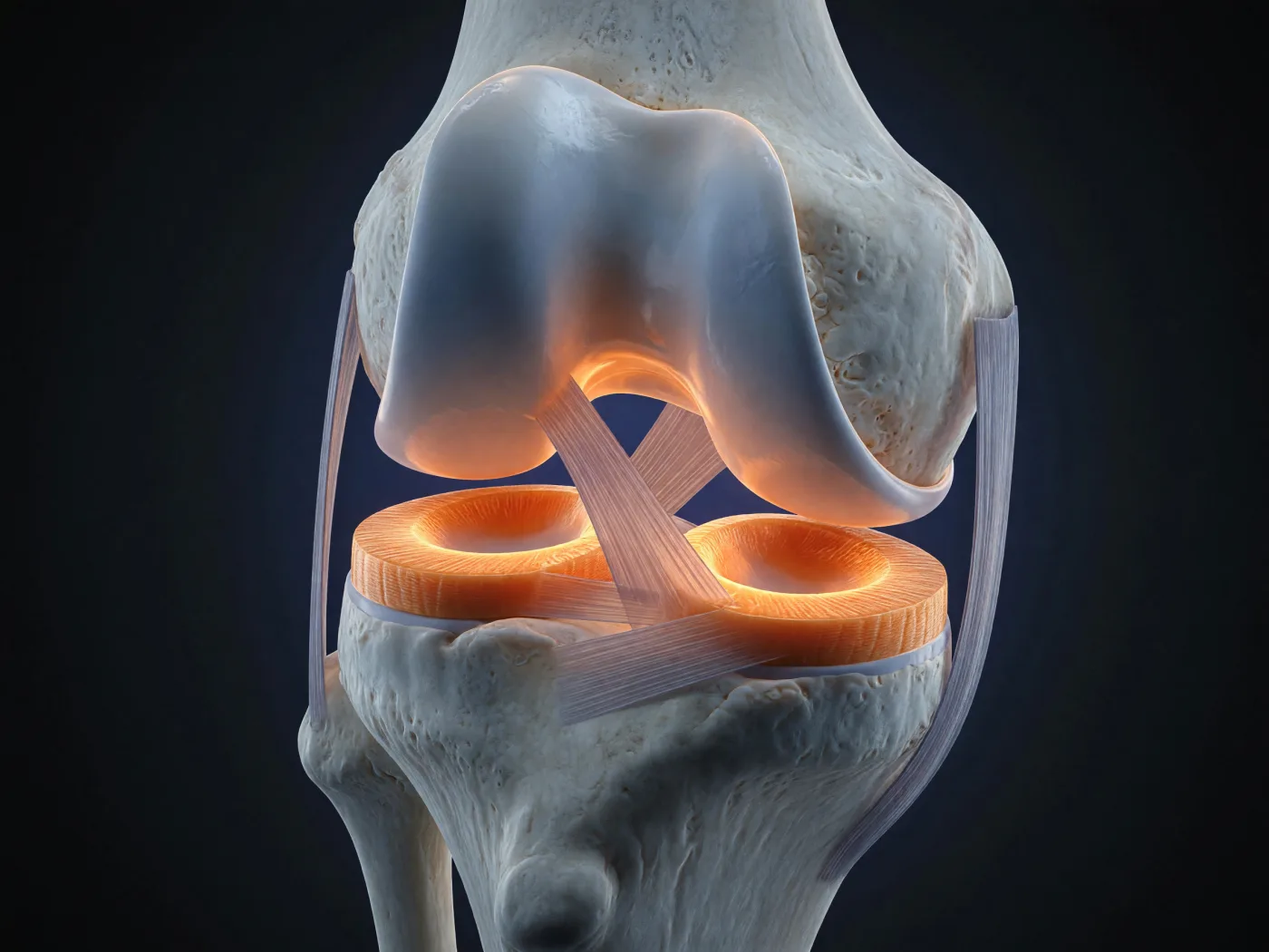 Close-up of a knee joint with the cartilage surfaces and meniscus highlighted