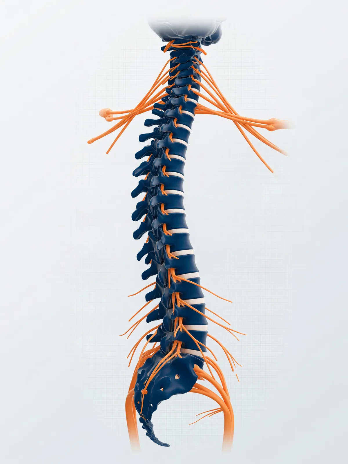 Medical illustration of the spinal column and nerve roots